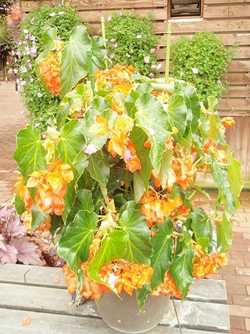 B. ‘Valencia’